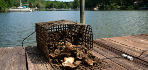 oyster cage dock